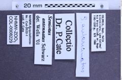Etikette zu Semiotus antennatus (Schwarz, 1900) (NHMW-ZOO-COL-0008229)
